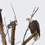 Squirrel and eagle