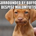 unamused dog | I'M SURROUNDED BY BUFFOONS WHO DESPISE MALOMYOTISMON | image tagged in unamused dog | made w/ Imgflip meme maker