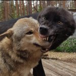 angry wolf / calm wolf