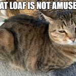 Cat Loaf is Not Amused meme