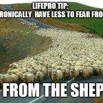 Good to take unusual perspectives on assumptions from time to time | LIFEPRO TIP:  
THE SHEEP IRONICALLY  HAVE LESS TO FEAR FROM THE WOLF; THAN FROM THE SHEPHERD | image tagged in sheep | made w/ Imgflip meme maker