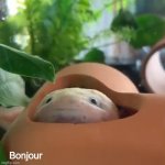 Axolotl bonjour meme