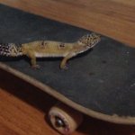 Gecko got wheels meme