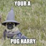 Wizard Pug | YOUR A; PUG HARRY | image tagged in wizard pug | made w/ Imgflip meme maker