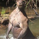 Kangaroo