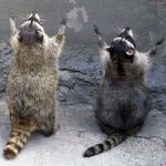 Raccoons praying