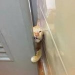 Cat squeezing through the door