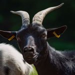 annoyed goat