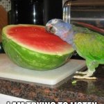 parrot is listening for spies | SHHH... I AM TRYING TO LISTEN FOR SPIES IN THIS MELON | image tagged in parrot melon | made w/ Imgflip meme maker