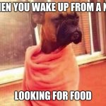 this dog is so cute, I have two boxers | WHEN YOU WAKE UP FROM A NAP; LOOKING FOR FOOD | image tagged in tired boxer dog,fortnite sucks | made w/ Imgflip meme maker