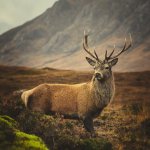 Glencoe Buck