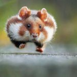 hamster running