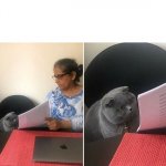 A Woman That Show A Cat His Test