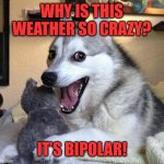 Crazy weather | WHY IS THIS WEATHER SO CRAZY? IT’S BIPOLAR! | image tagged in pun dog | made w/ Imgflip meme maker