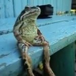Frog Sit meme