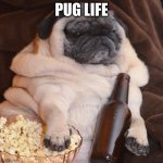 Pug Life | PUG LIFE | image tagged in pugs,beer | made w/ Imgflip meme maker