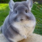 The Almighty Chinchilla meme
