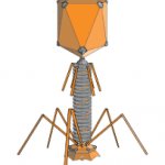 Bacteriophage meme