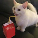 Cat drinking juice