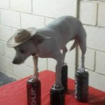 Chihuahua Balancing on Cans