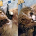 Gun to mouth cat