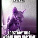 cat berrus | HAIKAI! I DESTROY THIS WORLD NOW NAP TIME | image tagged in dragon ball super meme | made w/ Imgflip meme maker