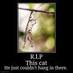 R.I.P. Cat meme