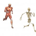 skeleton running from muscles