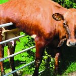 Cow on the fence