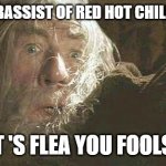 Gandalf Fly You Fools | WHO'S THE BASSIST OF RED HOT CHILLI PEPPERS? IT 'S FLEA YOU FOOLS! | image tagged in gandalf fly you fools | made w/ Imgflip meme maker