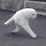 Walking White Cat