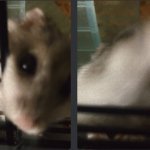 Grinning hamster meme