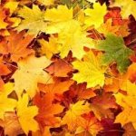 fall leaves golden