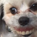 teethy dog
