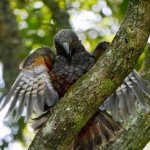 kakaangelwings