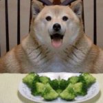 FAT DOGGO EATING BROCCOLI