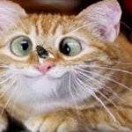 beetle cat