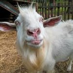 bored goat