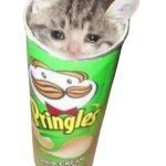 pringels cat