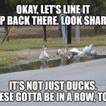 Geese In a Row | OKAY, LET'S LINE IT
UP BACK THERE. LOOK SHARP. IT'S NOT JUST DUCKS.
GEESE GOTTA BE IN A ROW, TOO! | image tagged in geese in a row | made w/ Imgflip meme maker