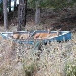 FOUR DEER IN A CANOE