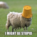 stupid sheep