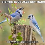 Daily Bad Dad Joke November 4 2020 | WHY DID THE BLUE JAYS GET MARRIED? THEY WERE TWEETHEARTS. | image tagged in two blue jays | made w/ Imgflip meme maker