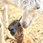 Alpaca Baby and Mother