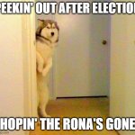 AfterElectionPeekCOVID19 | PEEKIN' OUT AFTER ELECTION; HOPIN' THE RONA'S GONE | image tagged in husky peeking in doorway | made w/ Imgflip meme maker