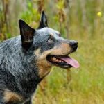 Blue Heeler