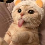 cat | THE FACE I MAKE WHEN WE; GET CHINESE FOOD | image tagged in cat | made w/ Imgflip meme maker