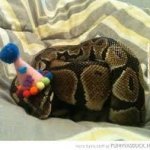 Snake in a hat