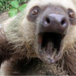 Sloth can't believe it