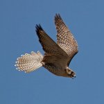 Peregrine falcon